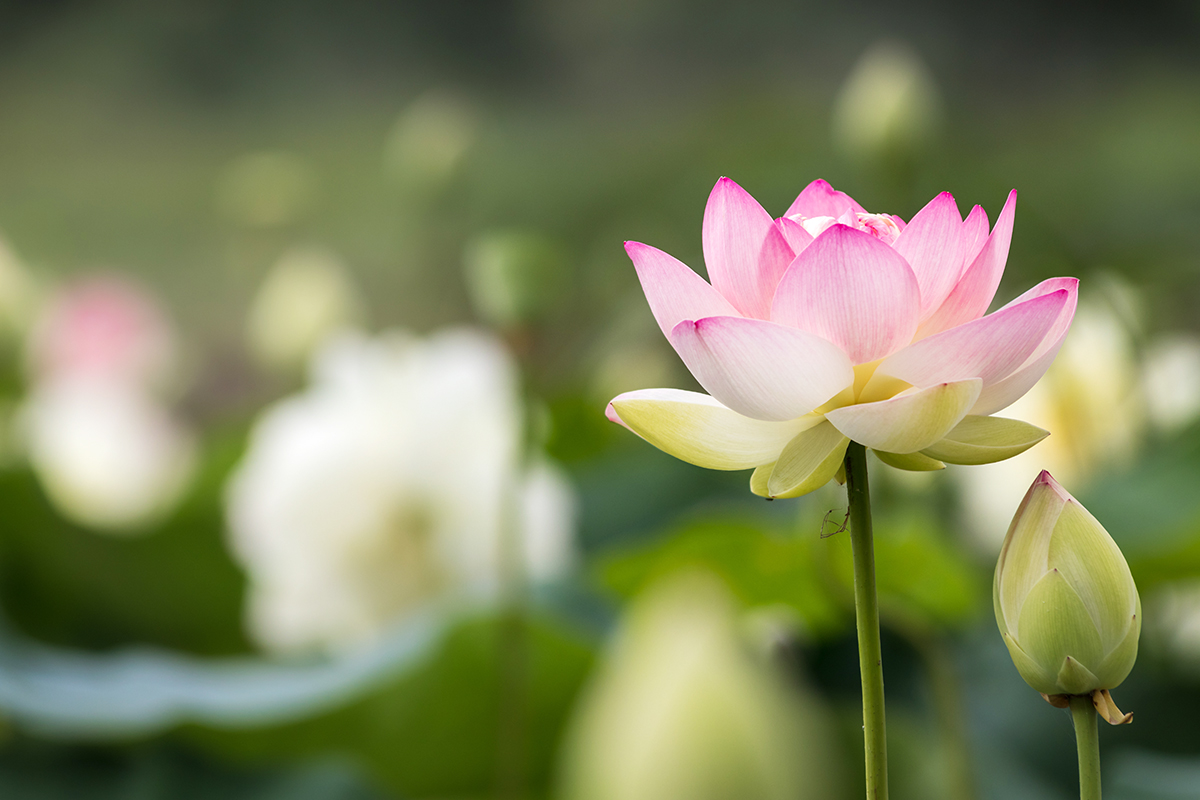 アヌサラヨガ～土台から目覚める～